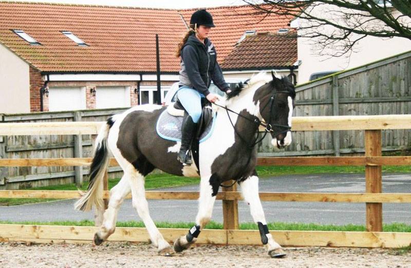 16hh piebald Irish Sports Horse mare
